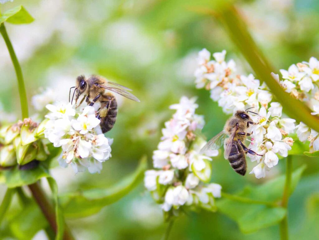 Nieuwe ECHA richtlijnen maken weg vrij voor betere bescherming van bijen!